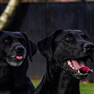 Portrait photography specializing in pets